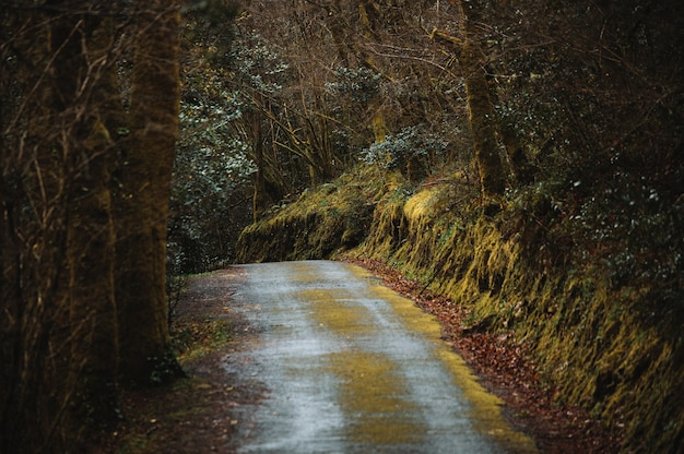 Vuoto stretta strada sterrata che attraversa il fitto bosco senza foglie in una fredda giornata autunnale