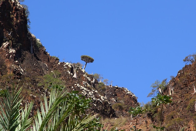 Wadi Dirhur Canyon Isola di Socotra Oceano Indiano Yemen