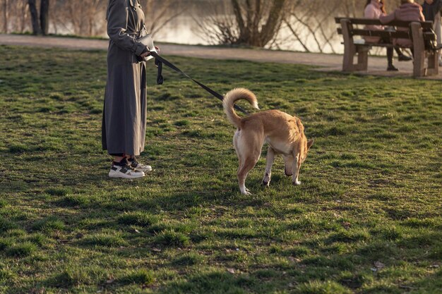 Walking Saban sul territorio del parco Walking Dogs Servizi per animali Dog walking