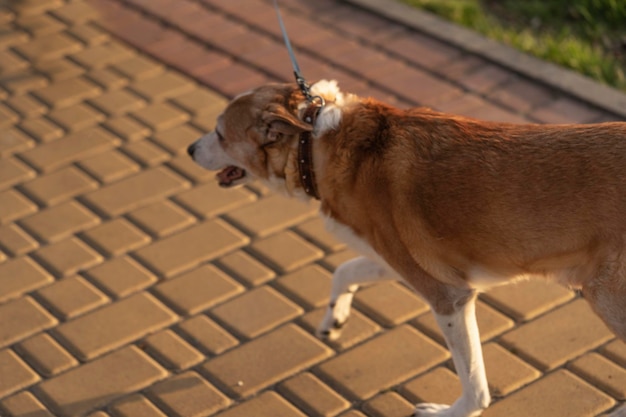 Walking Saban sul territorio del parco Walking Dogs Servizi per animali Dog walking