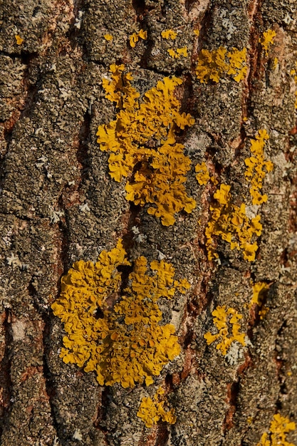 Wall Xanthoria è un lichene della famiglia delle Telochistaceae una specie del genere Xanthoria