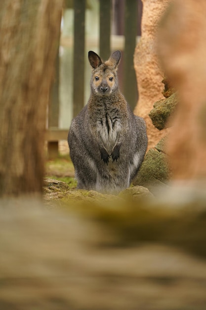 Wallaby dal collo rosso