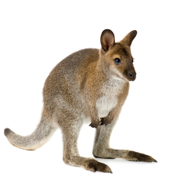 Wallaby di fronte a uno sfondo bianco