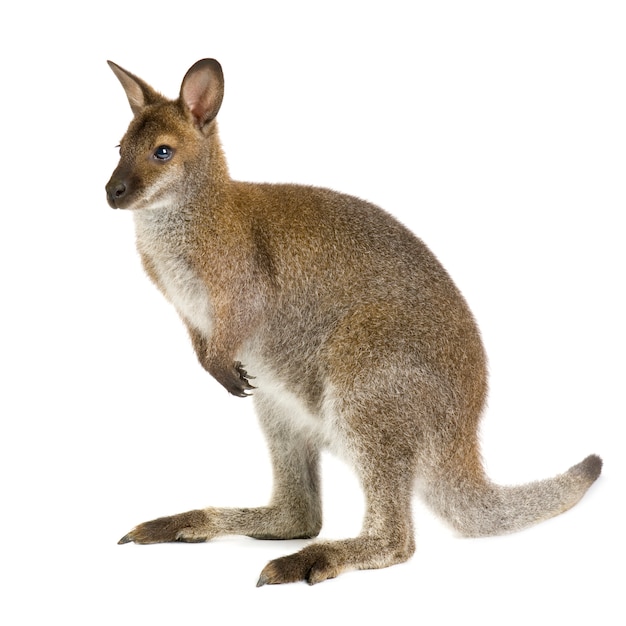 Wallaby di fronte a uno sfondo bianco