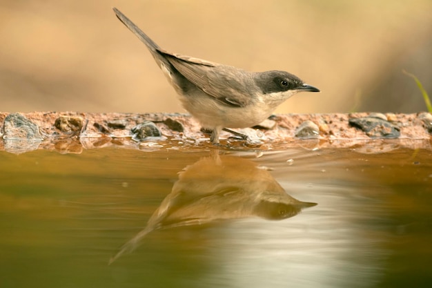 warbler orfano occidentale nella prima luce del giorno su una fontana d'acqua all'interno di una foresta di querce e pini