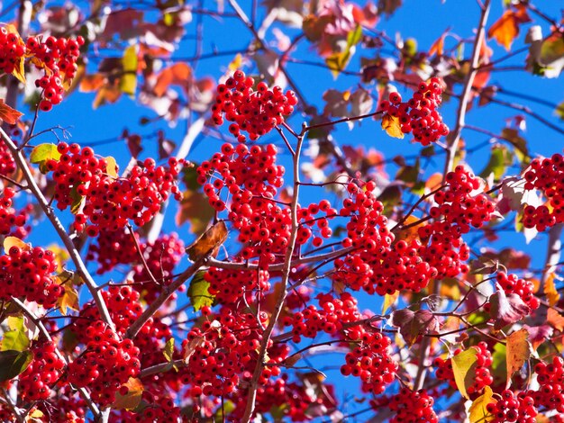 Washington Hawthorn con bacche rosse in autunno.