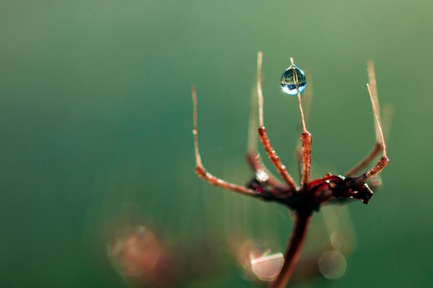 Water Drop