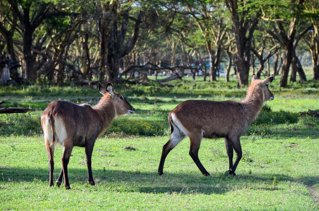 Waterbucks nella savana nel Parco Naivasha Kenya Africa