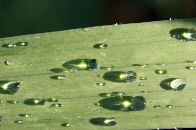 Waterdrops sulla foglia verde