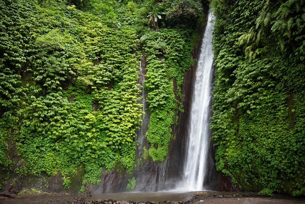 Waterfal nella foresta tropicale a Bali Indonesia