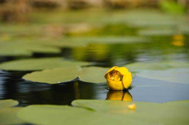 Waterlily giallo nello stagno del giardino