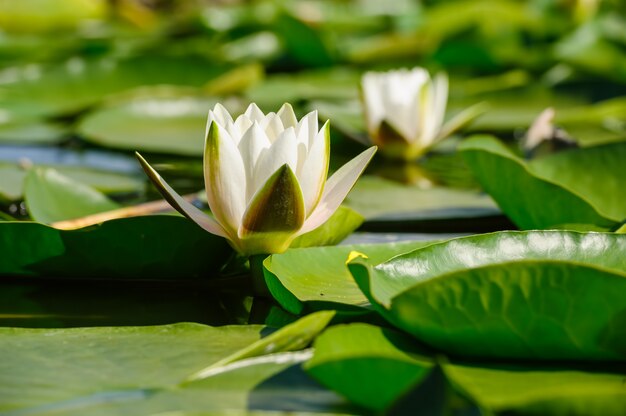 Waterlily nello stagno del giardino