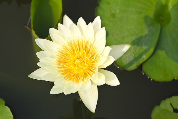 Waterlily o fiore di loto in stagno