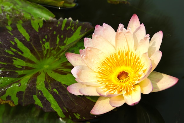 Waterlily o fiore di loto in stagno