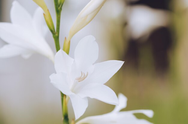 Watsonia fiore bianco foto orizzontale