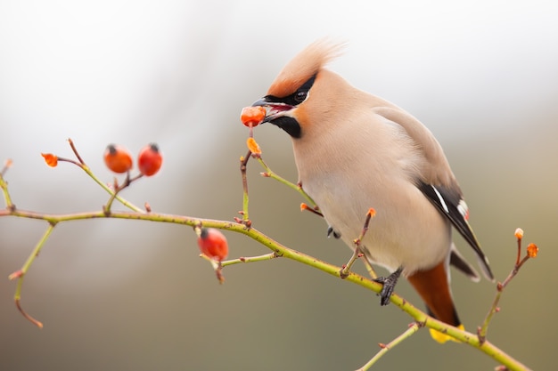 Waxwing boemo che mangia cinorrodo congelato dal cespuglio in inverno