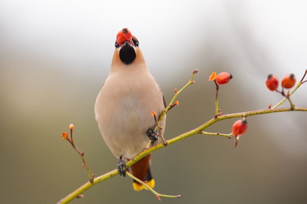 Waxwing bohémien adulto che si riempie di rosa canina congelata sul cespuglio in inverno