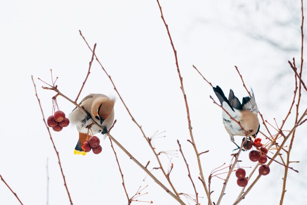 Waxwing