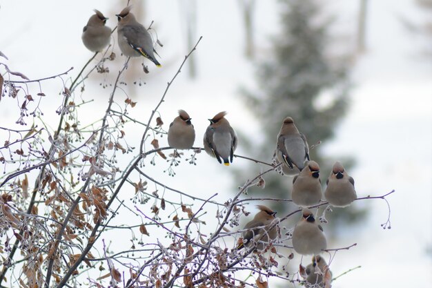 Waxwings degli uccelli che si siedono su un ramo di albero nevoso