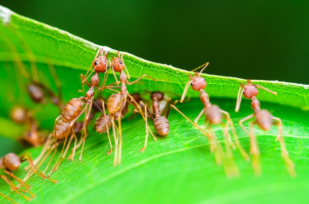 Weaver Ant o Green Ant (Oecophylla Smaragdina), Close up di piccoli insetti che lavorano insieme per costruire il nido usando la bocca e la gamba per afferrare la foglia insieme. Miracoloso lavoro di squadra di animali in natura