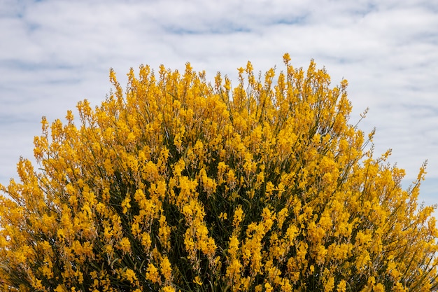 Weaver&#39;s Broom (Spartium junceum)