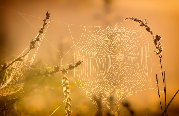 Web con gocce di rugiada su un filo d'erba su uno sfondo caldo nebbia