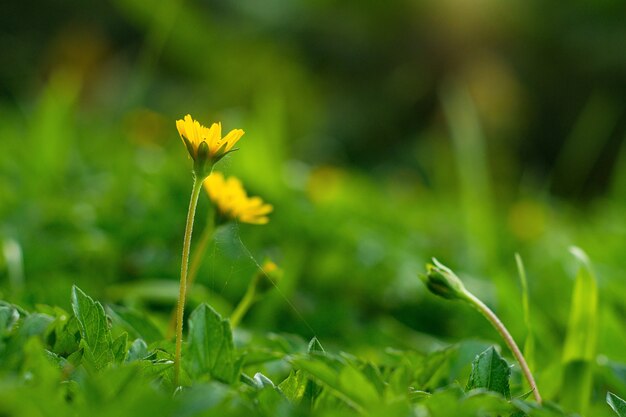 Wedelia rampicante giallo o fiore strisciante su fondo verde