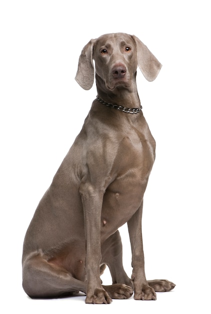 Weimaraner