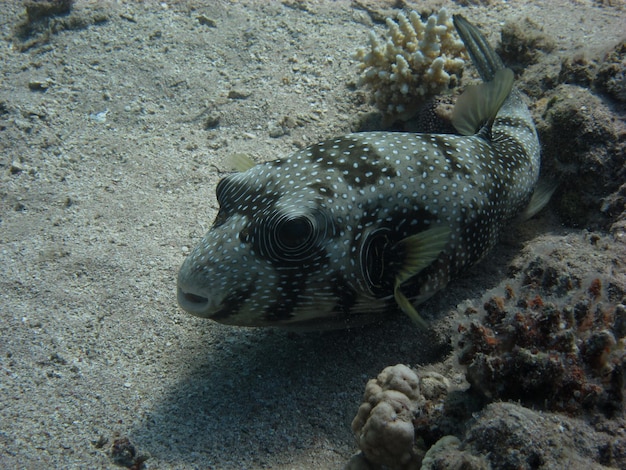 Weissflecken kugelfisch liegt am meeresgrund im sand