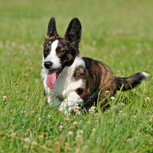 Welsh Cardigan Corgi in natura