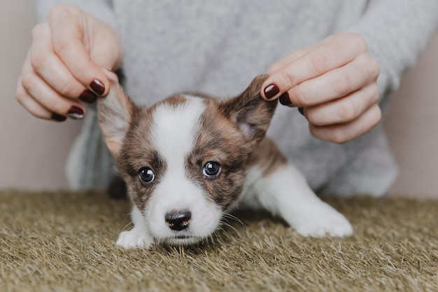 Welsh Corgi Cardigan carino soffice cucciolo di cane Ritratto in primo piano di cucciolo divertente animale