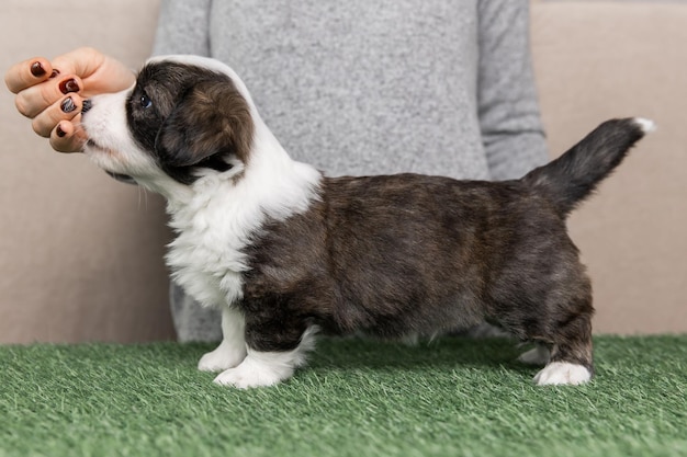 Welsh Corgi Cardigan carino soffice cucciolo di cane Ritratto in primo piano di cucciolo divertente animale