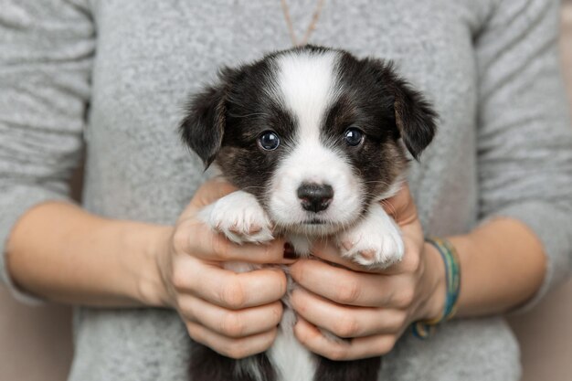 Welsh Corgi Cardigan carino soffice cucciolo di cane Ritratto in primo piano di cucciolo divertente animale