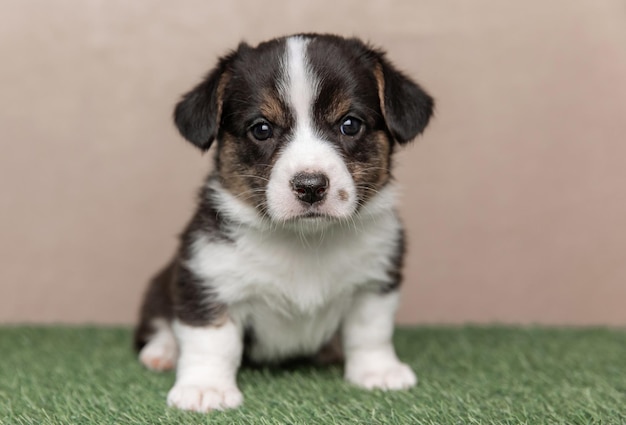 Welsh Corgi Cardigan carino soffice cucciolo di cane Ritratto in primo piano di cucciolo divertente animale