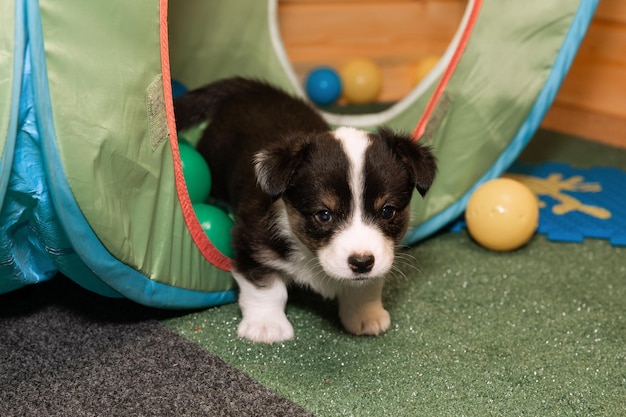 Welsh Corgi Cardigan carino soffice cucciolo di cane Ritratto in primo piano di cucciolo divertente animale