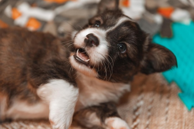 Welsh Corgi Cardigan carino soffice cucciolo di cane Ritratto in primo piano di cucciolo divertente animale