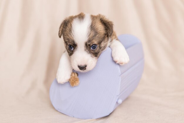 Welsh Corgi Cardigan carino soffice cucciolo di cane Ritratto in primo piano di cucciolo divertente animale