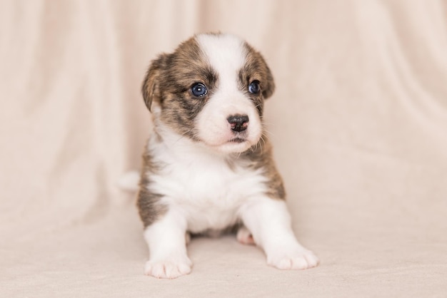 Welsh Corgi Cardigan carino soffice cucciolo di cane Ritratto in primo piano di cucciolo divertente animale