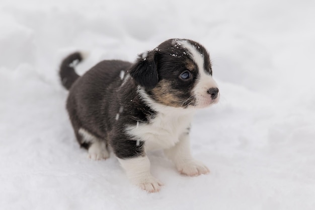 Welsh Corgi Cardigan carino soffice cucciolo di cane Ritratto in primo piano di cucciolo divertente animale