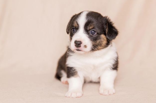 Welsh Corgi Cardigan carino soffice cucciolo di cane Ritratto in primo piano di cucciolo divertente animale