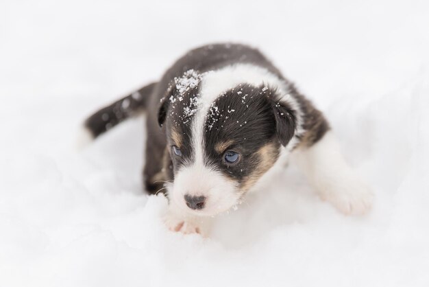 Welsh Corgi Cardigan carino soffice cucciolo di cane Ritratto in primo piano di cucciolo divertente animale