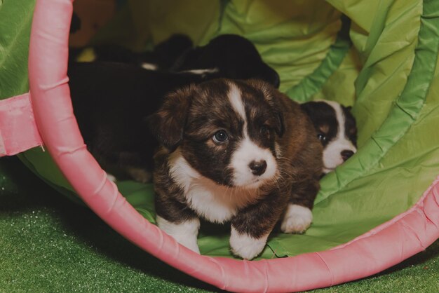 Welsh Corgi Cardigan simpatici cuccioli di cane birichino Ritratto in primo piano di cuccioli di animali divertenti