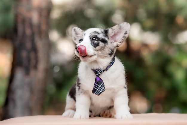 Welsh Corgi Cardigan simpatico cucciolo di cane soffice