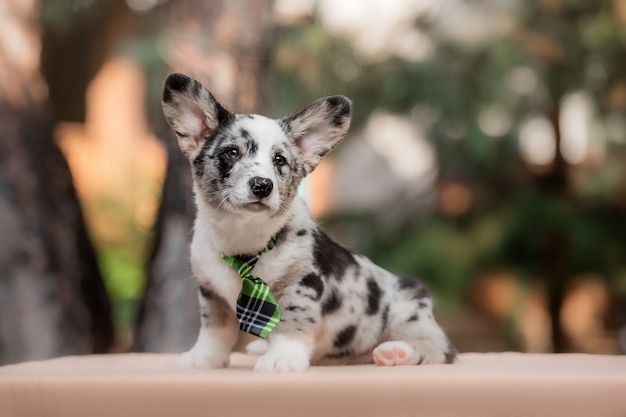 Welsh Corgi Cardigan simpatico cucciolo di cane soffice