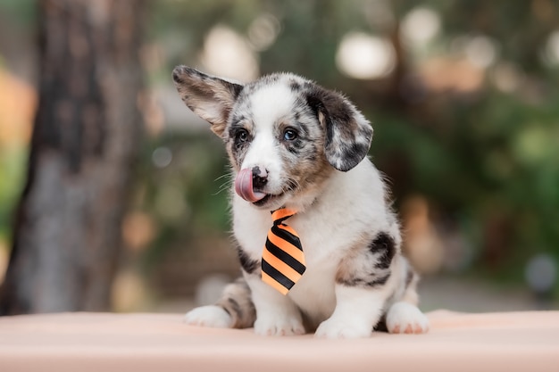 Welsh Corgi Cardigan simpatico cucciolo di cane soffice