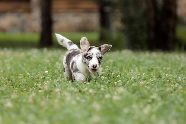 Welsh Corgi Cardigan simpatico cucciolo di cane soffice