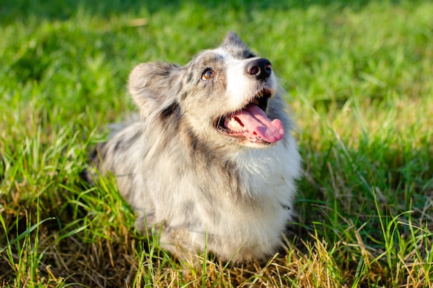 Welsh Corgi Cardigan su erba verde all'aperto.