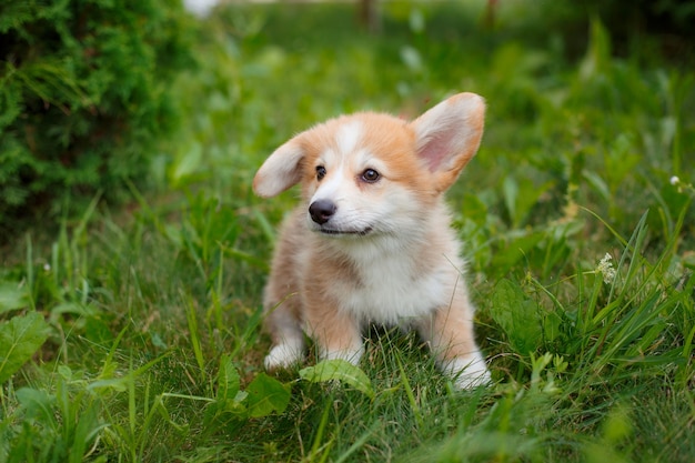 Welsh Corgi cucciolo a piedi nell'erba