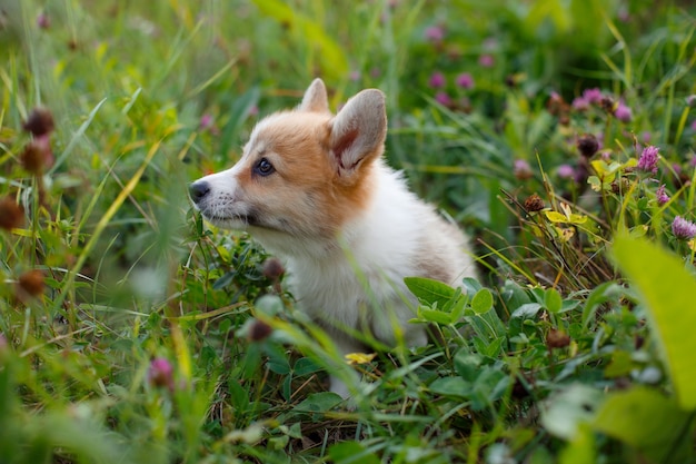 Welsh Corgi cucciolo a piedi nell'erba