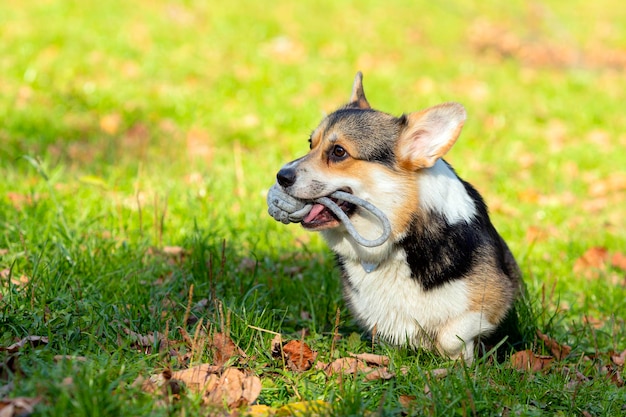 Welsh Corgi in campo gioca con la palla. Avvicinamento.